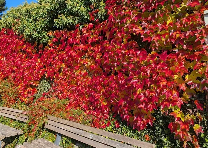Seelenbaumlerin Schliersee